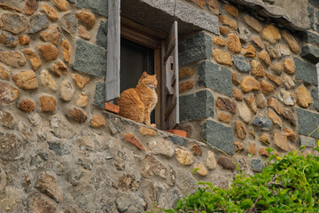 Cat sleeping on the window of a stone house