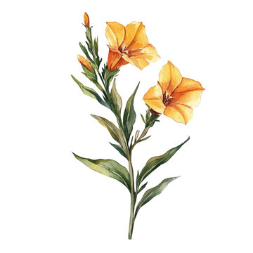 watercolor vector of A Monkey Flower Stem, isolated on a white background.