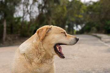 Dog Yawning on the road geting ready to sleep