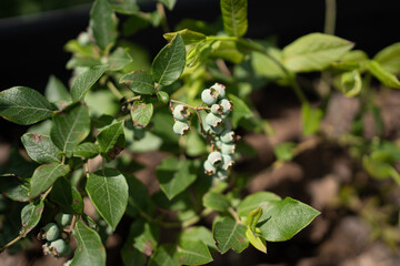 Blueberry plants thriving in a sunlit garden during the warm summer season showcasing budding fruit...