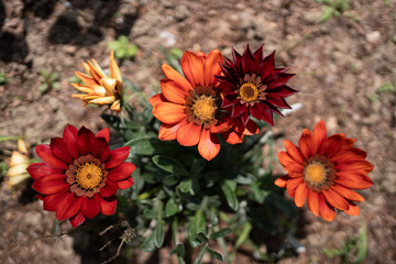 Colorful blossoms of orange and red flowers dancing in the sunlight of a serene garden in full bloom