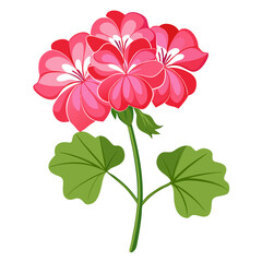 white background on flower Pelargonium