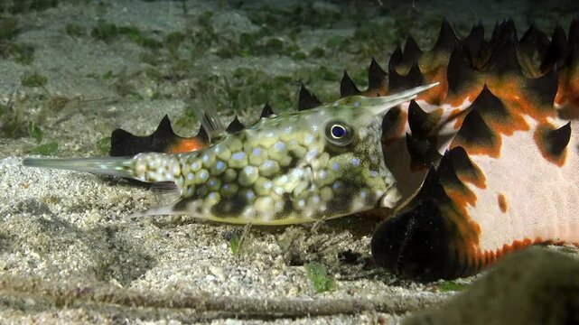 A longnose filefish rests amongst the vibrant coral reef off the coast of Indonesia. Its intricate pattern blends beautifully with its marine environment during the day.