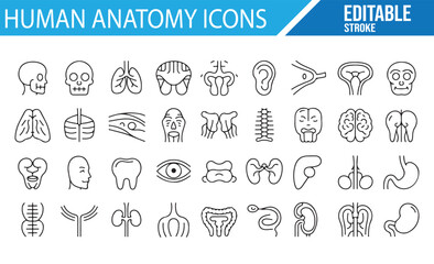 Vector Icons Representing Human Body and Organs