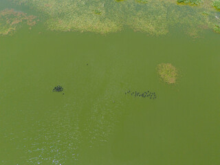 Nallihan Bird Sanctuary Ankara High-angle view of a still pond with algae bloom.A bird's-eye view of a body of water, likely a pond or lake, showing a thick layer of green algae floating on the surfa