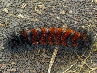Woolly bear caterpillar crawls on rough ground outside.