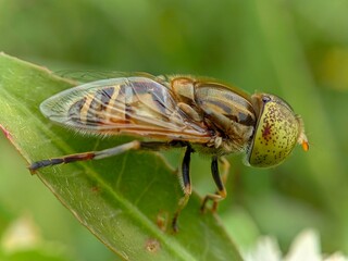 Hoverfly resting on leaf, detailed macro nature image