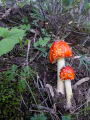 Two fly agaric mushrooms (Amanita muscaria) growing in the forest floor in Shiretoko National Park, Hokkaido, Japan.