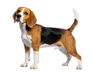  Alert Beagle Dog Standing in Side Profile, isolated on transparent background PNG