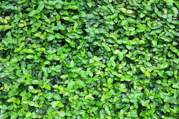 Small green leaves in hedge wall texture background. Closeup green hedge plant in garden. Eco evergreen hedge wall. Natural backdrop. Beauty in nature. Green leaves with natural pattern wallpaper