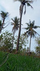 Obraz premium lush coconut trees on a stretch of green grass