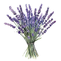 Fototapeta premium A Lavender Stem Bouquet, watercolor painting vector, isolated on a white background.