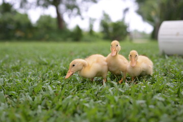 baby duck and ducklings