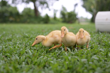 duckling in the grass