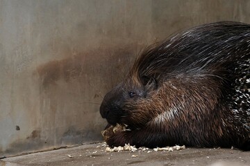 木をかじる横向きのタテガミヤマアラシ