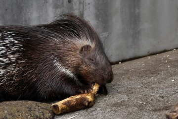 木を手で押さえてかじるヤマアラシ