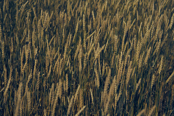A serene field of golden wheat sways gently in the breeze, captured in a warm, vintage-toned...