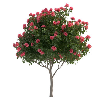 A rose bush with many pink blossoms.