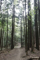 Fototapeta premium footpath in the woods