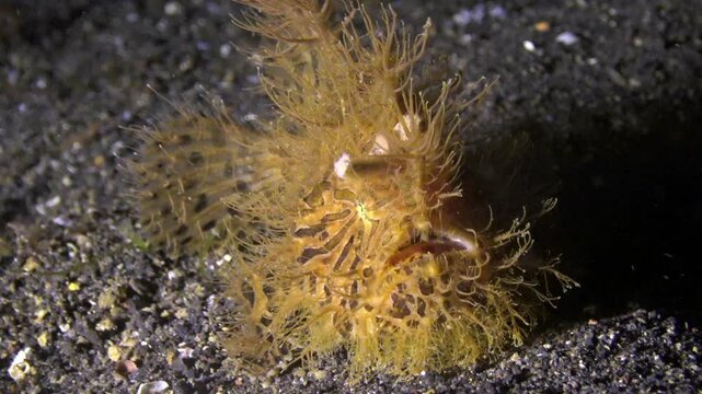 A camouflaged hairy frogfish, Antennarius striatus, sits perfectly still on a dark, sandy seabed in Indonesia, blending in with its surroundings. Underwater life and sea creatures abound.
