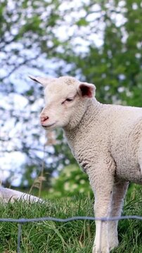 cute white lamb looking, vertical video
