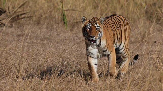 Bengal tiger (Panthera tigris tigris) on the hunt, Tadoba-Andhari Tiger Reserve, India, Asia