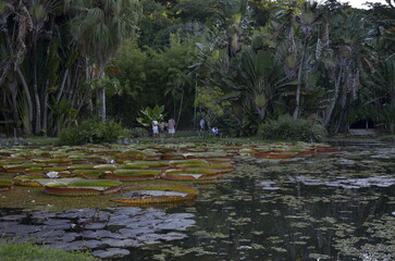 Rio de Janeiro - Rio de Janeiro - Brasil - 05 17 2025: Tropical botanical garden with giant water...