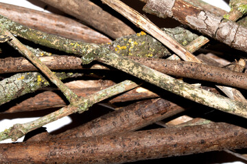 Small natural fallen tree twigs sticks and branches on a white background