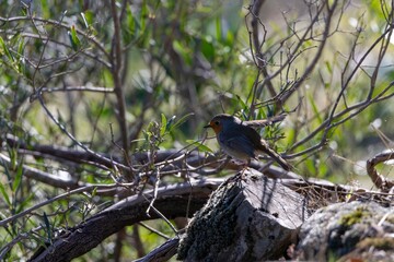  European Robin (Erithacus rubecula) perched on a rock among branches. Shot in Monfragüe Natural Park, Extremadura, Spain. Natural Mediterranean setting.