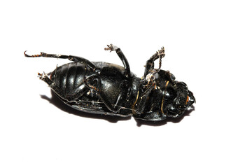 Close up of a dead minotaur beetle bug instect on a white background