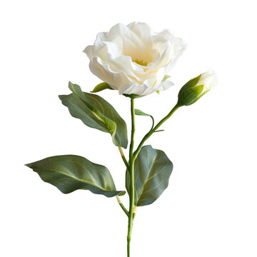 Single white Lisianthus flower with green leaves and buds, isolated on transparent background. background removed