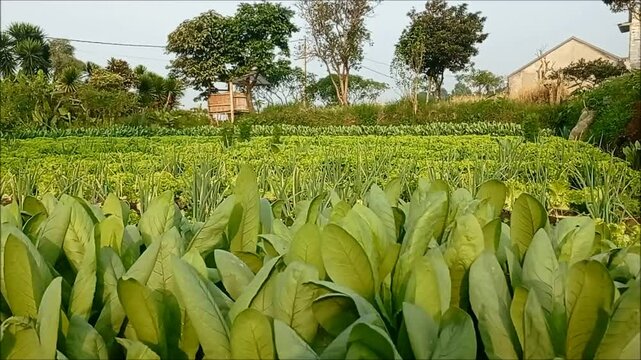 Vegetable field. Lush green field ready to be harvested and clear blue sky.