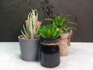 Aesthetic arrangement of three artificial succulent plants in small decorative pots with water...