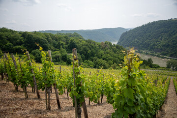 Obraz premium Rheinsteig