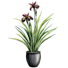 watercolor vector of A Iris Plant, isolated on a white background.