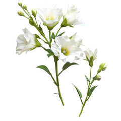 Elegant white flowers with green stems and buds, a pristine floral arrangement. background removed