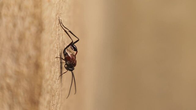 Side macro shot of a stationary Ensign Wasp (Evania caspia), a parasitic insect known for its unique body structure. Detailed view highlights texture and anatomy. Perfect for scientific visuals.