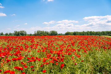 Vibrant red poppies in wildflower field after land restoration