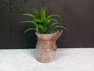Close-up of a small green succulent plant placed in a transparent plastic pot filled with small...