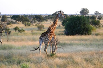 Giraffe walking in tall savanna grass at sunset, captured in a natural African landscape with scattered bush and trees.