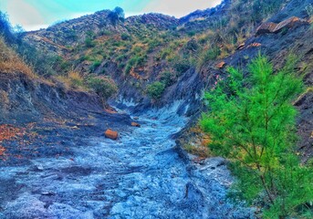 Green Tree in Dry Riverbed Valley, Life Amidst Arid Landscape.