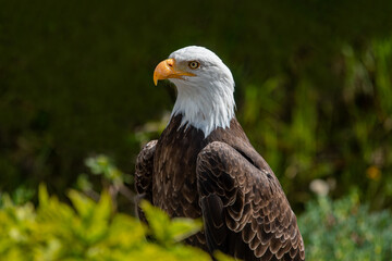 Southern Bald Eagle in rural Ecuador