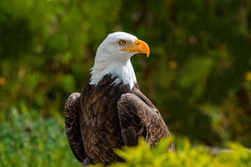 Southern Bald Eagle in rural Ecuador