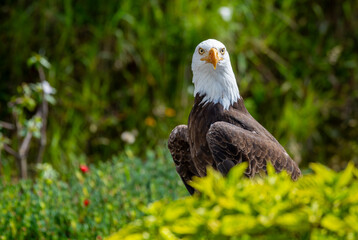 Southern Bald Eagle in rural Ecuador