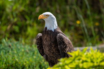Southern Bald Eagle in rural Ecuador