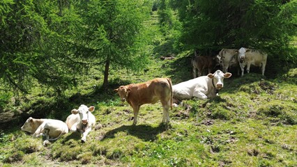 K&uuml;he auf der Waldlichtung
