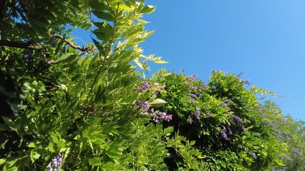 Bl&uuml;hender "Blauregen"