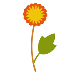 coltsfoot flower vector on white back-ground