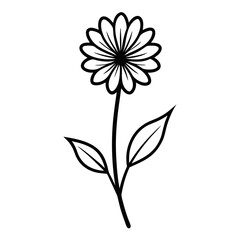 coltsfoot flower line art on white back-ground