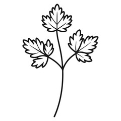 coriander-flower line-art vector on-white-back-ground